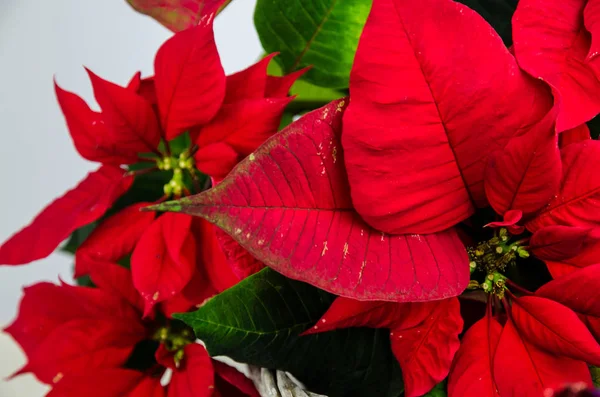 Rote Weihnachtssterne blühen in Großaufnahme — Stockfoto