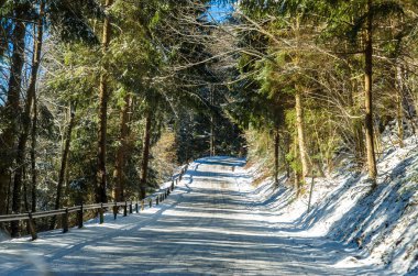 güneşli kış orman şekilde