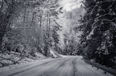 güneşli kış orman şekilde