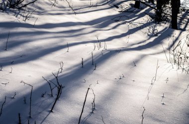 ağaç gölgeler ve kar