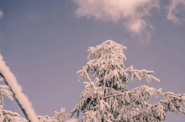 Árvore coberta de neve — Fotografia de Stock