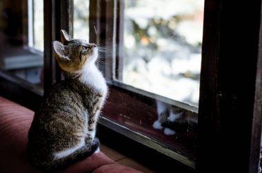 pencerenin yanındaki kedi