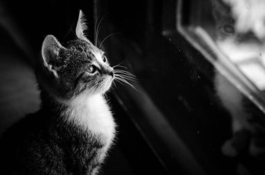 çok güzel seti evde beslenen hayvan