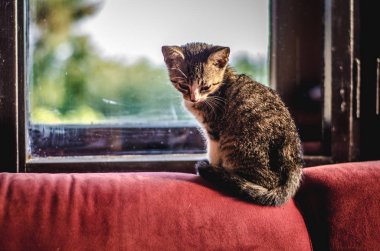 küçük sevimli kedi