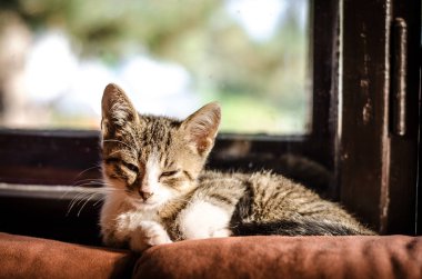 güzel kedi rahatlatıcı