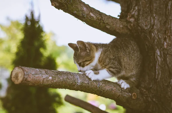 Cat climbing to the tree — Stock Photo, Image