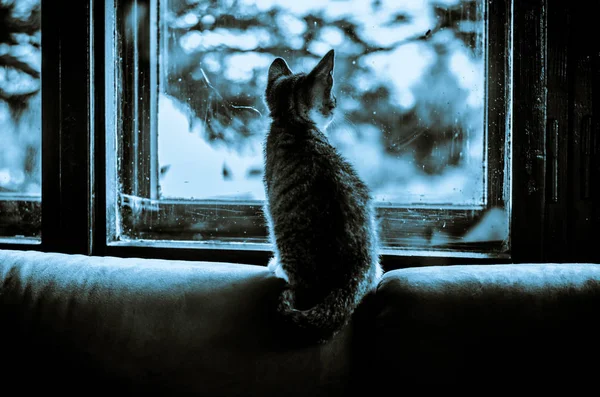 Cat looking throught window — Stock Photo, Image