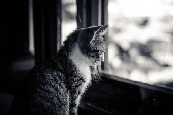 Gato bonito esperando ao lado da janela — Fotografia de Stock