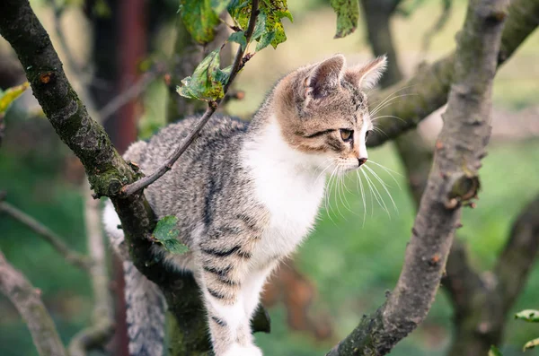 Gato escalada para a árvore — Fotografia de Stock