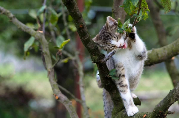 Cat klättring till trädet — Stockfoto