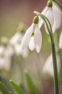 kardelen bitki detay 