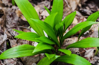 ayı allium yaprakları