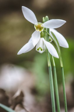 çiçek açması kardelen detay