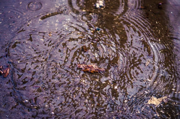 Jesienny liść w wodzie — Zdjęcie stockowe