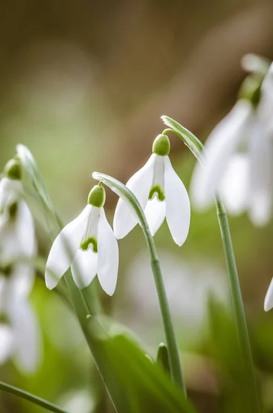 Detalle de la planta de nieve — Foto de Stock