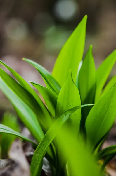 Wild garlic plant — Stock Photo, Image
