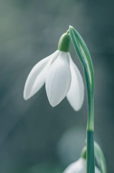 Beautiful white snowdrop — Stock Photo, Image