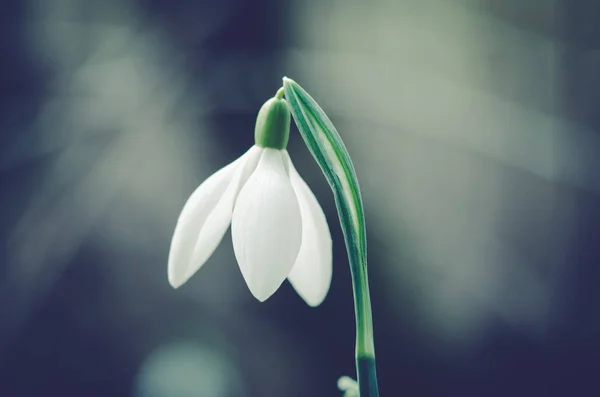 One white snowdrop — Stock Photo, Image