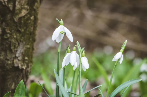 Snowdrops in forest — Stock Photo, Image