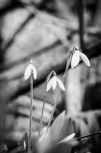 Gotas de neve detalhe florescendo — Fotografia de Stock