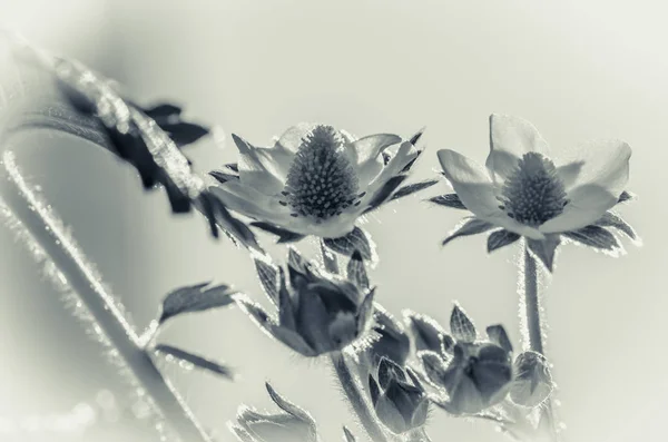 Monochromatyczne w truskawka kwiat — Zdjęcie stockowe