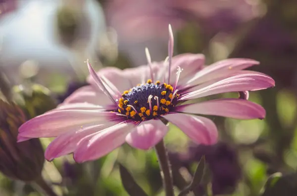 粉色非洲菊雏菊 — 图库照片