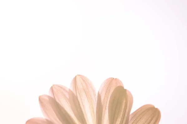 Pink gerbera daisy petal — Stock Photo, Image
