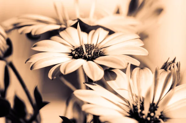 Sépie tón Gerbera Daisy — Stock fotografie