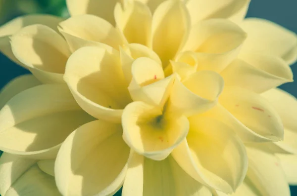 Gelbe Dahlie aus nächster Nähe — Stockfoto