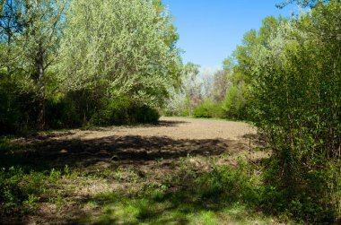 alan ve yeşil ağaçlar