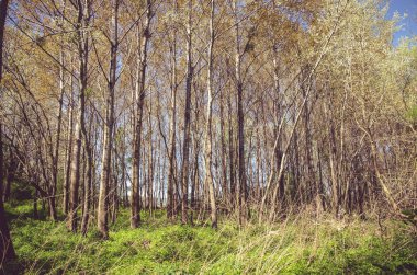 bahar genç ağaçlarda