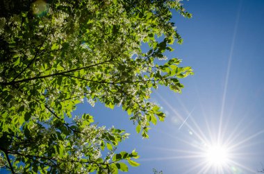 bahar, Güneş ve ağaçlar