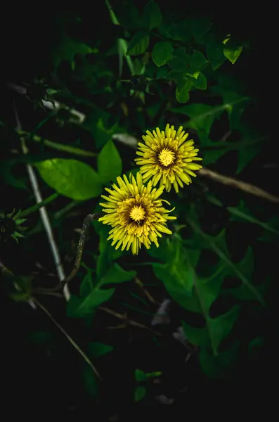 Yellow dandelion flower — Stock Photo, Image