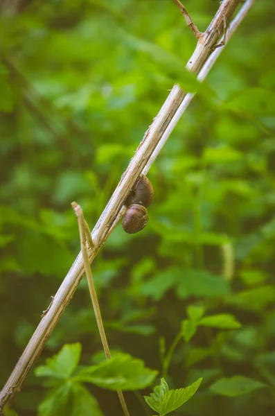 小枝でカタツムリ — ストック写真