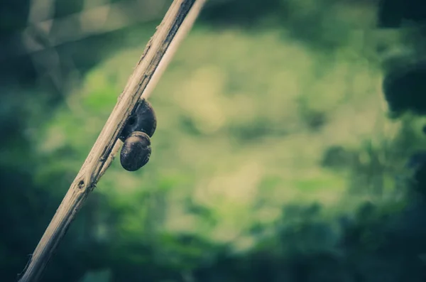 Deux escargots et la nature — Photo