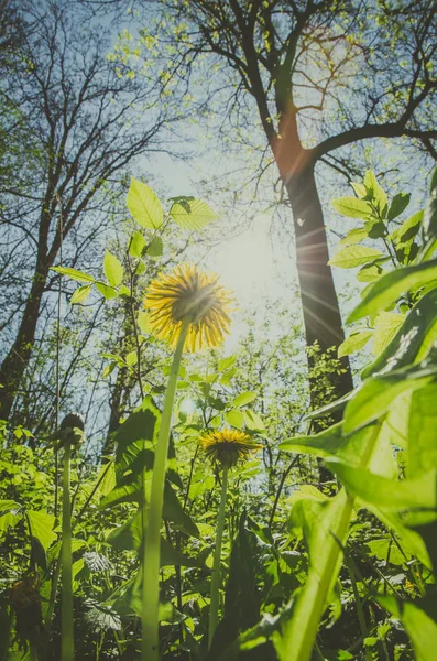 Jarní příroda den — Stock fotografie