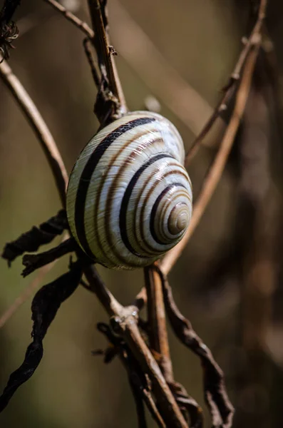 カタツムリの殻の詳細 — ストック写真