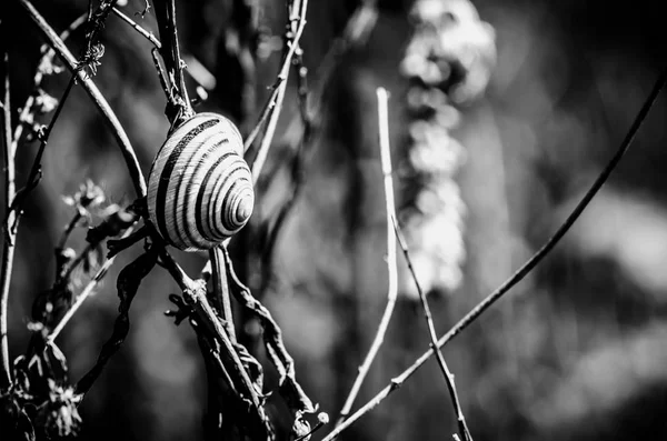 Snail shell  monochrome — Stock Photo, Image