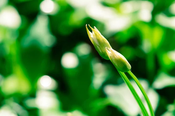 Bourgeon fleurs d'ail — Photo
