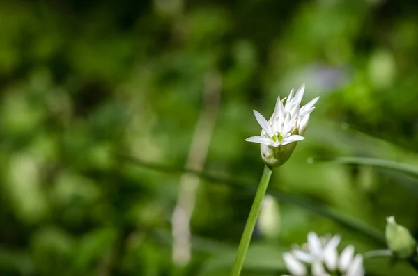 Flores brancas de alho — Fotografia de Stock