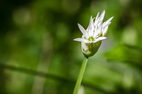 Detalhe da flor de alho branco — Fotografia de Stock