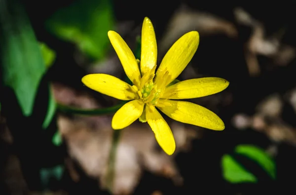 Amarilla caléndula pantano brillo — Foto de Stock