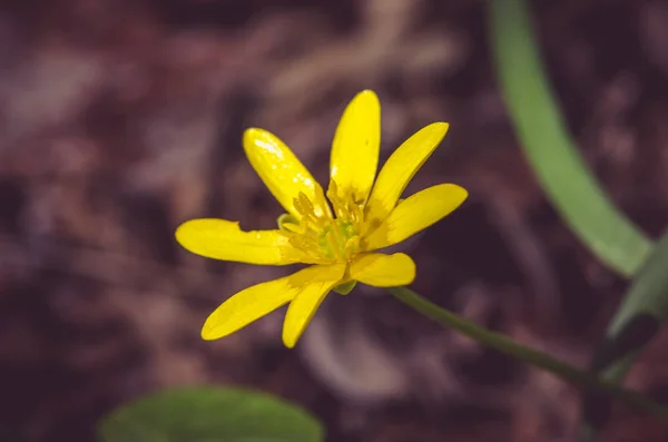 Yellow marsh marigold glower — Stock Photo, Image