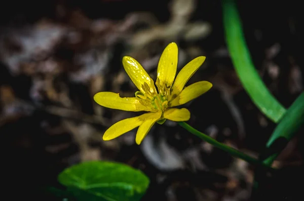 Amarilla caléndula pantano brillo — Foto de Stock