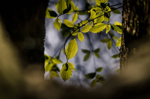 Primavera natureza cor verde — Fotografia de Stock