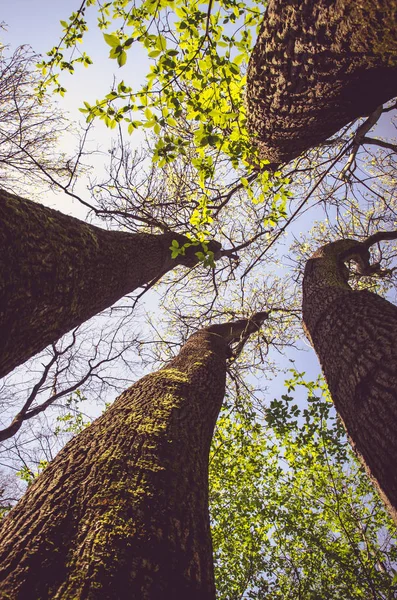 Estelar para o céu — Fotografia de Stock