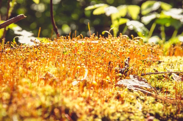 Kleurrijke mos detail — Stockfoto