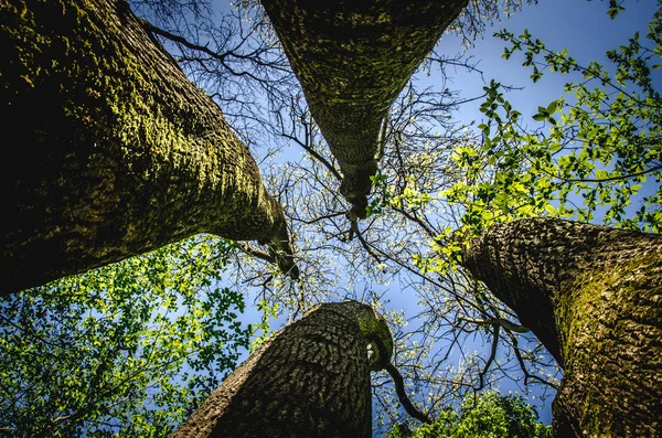 Troncos altos de árboles — Foto de Stock