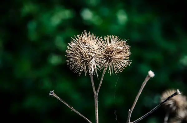 dry flowers and green background