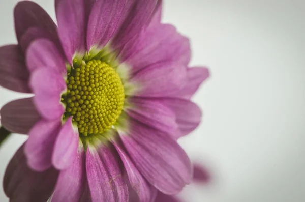 ピンク菊の花 — ストック写真